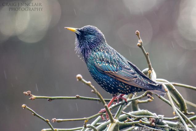 Craig Sinclair Starling in a sun shower 1500x1000 resized